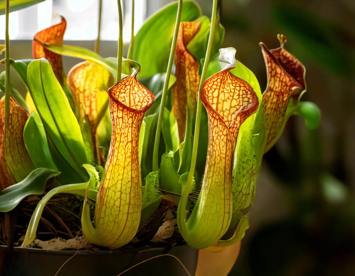 Νηπενθής - Tropical Pitcher Plant